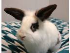 Adopt Billy a White Lionhead / Mixed (long coat) rabbit in Forked River