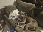 Adopt Lidia a Gray/Silver/Salt & Pepper - with White American Pit Bull Terrier /