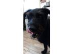 Adopt Haggrid a Irish Wolfhound / Mixed dog in Henderson, KY (41554300)