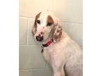 Adopt Chester a Hound (Unknown Type) / Mixed dog in Hampton, VA (41554287)