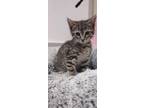 Adopt Calliope a Brown or Chocolate Domestic Shorthair (medium coat) cat in