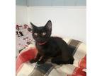 Adopt Kitten 25538 (Cora) a All Black Domestic Shorthair (short coat) cat in