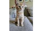 Adopt Georgie a Abyssinian (short coat) cat in Parlier, CA (41497406)