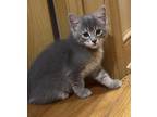 Adopt Five Spice a Domestic Shorthair / Mixed (short coat) cat in St.