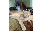 Adopt Bubba Alfred a Domestic Shorthair / Mixed (short coat) cat in St.