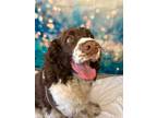 Adopt COOPER a English Springer Spaniel / Mixed dog in Wintersville