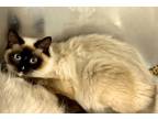 Adopt Mariah a Domestic Shorthair / Mixed (short coat) cat in Alpharetta