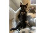 Adopt Clematis a Tortoiseshell Domestic Shorthair / Mixed (short coat) cat in