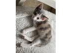 Adopt Jessamine a Calico or Dilute Calico Calico / Mixed (short coat) cat in