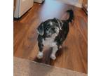 Adopt Jazzy a Tricolor (Tan/Brown & Black & White) Shih Tzu / Mixed dog in