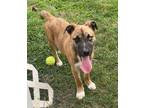 Adopt Jett a Tan/Yellow/Fawn - with Black Shepherd (Unknown Type) / Mixed dog in