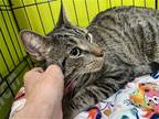 Adopt Miguel a Gray, Blue or Silver Tabby Domestic Shorthair / Mixed (short