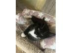 Adopt Whiskas2024 a Black & White or Tuxedo Domestic Shorthair cat in Crystal