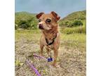 Adopt Luna a Terrier (Unknown Type, Medium) / Mixed dog in Escondido