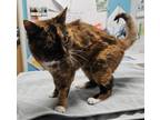 Adopt Misty a Domestic Shorthair / Mixed cat in Escondido, CA (41554314)