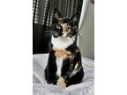 Adopt LUCY - Offered by Owner a Calico or Dilute Calico Calico / Mixed (medium