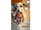 Adopt Abby 3132 a White - with Tan, Yellow or Fawn Labrador Retriever / Mixed
