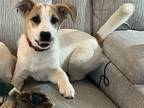 Adopt Charlie 3137 a Tan/Yellow/Fawn Labrador Retriever / Mixed dog in STEPHENS