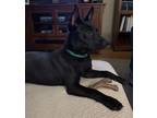 Adopt Eleanor 3141 a Black Labrador Retriever / Mixed dog in STEPHENS CITY
