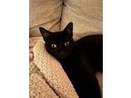 Adopt Jack a All Black American Shorthair / Mixed (short coat) cat in Dallas