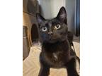 Adopt Scarfie a Domestic Shorthair / Mixed cat in Prince George, BC (41554279)