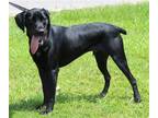 Adopt Max 39734 a Black German Shorthaired Pointer / Labrador Retriever / Mixed