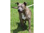 Adopt Athena 39582 a Gray/Silver/Salt & Pepper - with White Pit Bull Terrier /