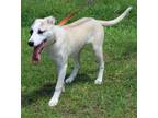Adopt Adam 39670 a Tan/Yellow/Fawn - with White Retriever (Unknown Type) / Mixed