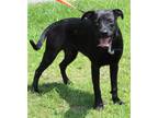 Adopt Nora Nightsky 39742 a Black - with White Labrador Retriever / Mixed dog in