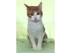 Adopt Tangy - 39708 a Orange or Red (Mostly) Domestic Shorthair / Mixed (short