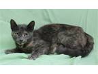 Adopt Carrie - 39702 a Tortoiseshell Domestic Shorthair / Mixed (short coat) cat