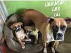 Adopt Lulu a Brown/Chocolate - with White Boxer / Mixed dog in Virginia Beach