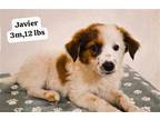 Adopt Javier a White - with Brown or Chocolate Shepherd (Unknown Type) /