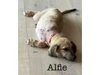 Adopt Alfie a Black Mouth Cur / Mixed dog in St. Francisville, LA (41548992)