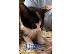 Adopt Holly a Domestic Shorthair / Mixed (short coat) cat in St.
