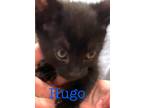 Adopt Hugo a Domestic Shorthair / Mixed (short coat) cat in St.