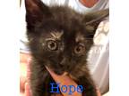 Adopt Hope a Domestic Shorthair / Mixed (short coat) cat in St.