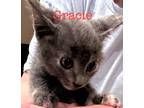 Adopt Gracie a Domestic Shorthair / Mixed (short coat) cat in St.