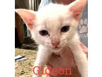 Adopt Gideon a Domestic Shorthair / Mixed (short coat) cat in St.