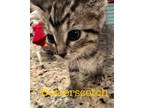 Adopt Butterscotch a Domestic Shorthair / Mixed (short coat) cat in St.