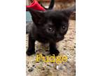Adopt Fudge a Domestic Shorthair / Mixed (short coat) cat in St.
