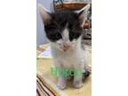 Adopt Upton a Domestic Shorthair / Mixed (short coat) cat in St.