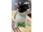 Adopt Uma a Domestic Shorthair / Mixed (short coat) cat in St.