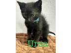Adopt Ursa a Domestic Shorthair / Mixed (short coat) cat in St.