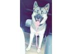 Adopt Suka a Gray/Silver/Salt & Pepper - with White Husky / Mixed dog in Texas