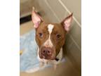 Adopt Twix a Brown/Chocolate American Pit Bull Terrier / Mixed Breed (Medium) /