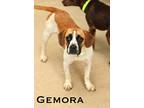 Adopt Gemora a Beagle / Mixed dog in Fond du Lac, WI (41529823)