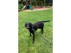 Adopt Masha a Labrador Retriever / Mixed dog in Fond du Lac, WI (41500886)