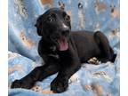 Adopt Harper a Black - with White Labrador Retriever / Mixed dog in Freehold