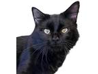 Adopt Galileo a All Black Domestic Mediumhair / Mixed Breed (Medium) / Mixed
